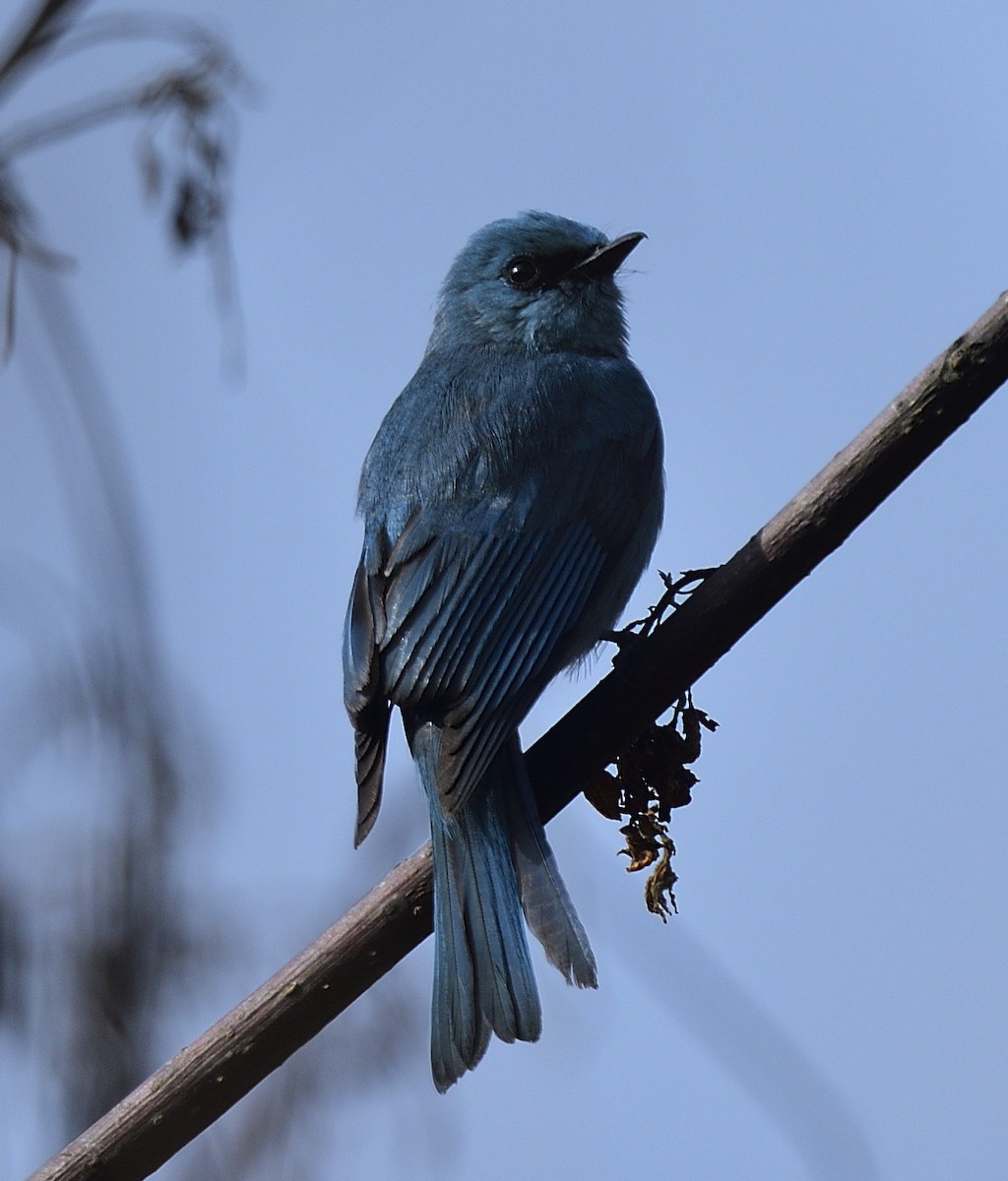 Verditer Flycatcher - ML633348876
