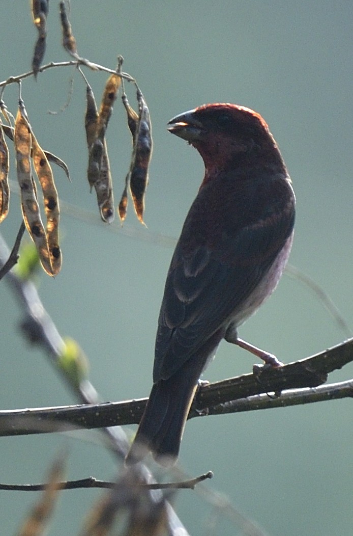 Common Rosefinch - ML633348884