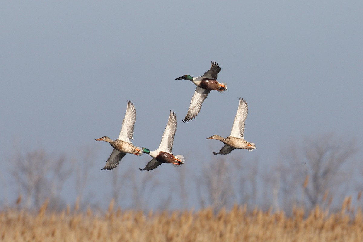 Northern Shoveler - ML633348911