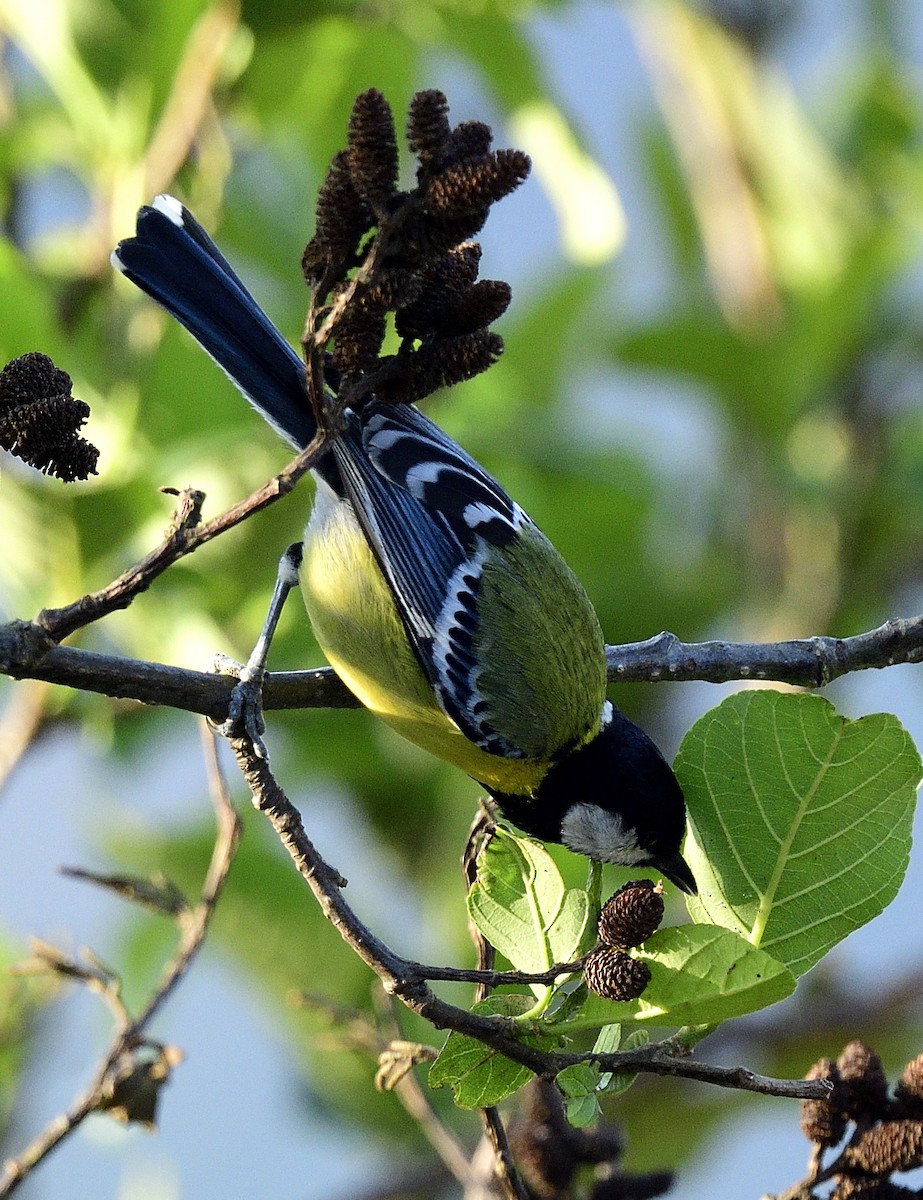 Green-backed Tit - ML633349038