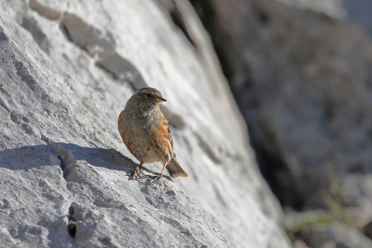 Alpine Accentor - Christoph Moning