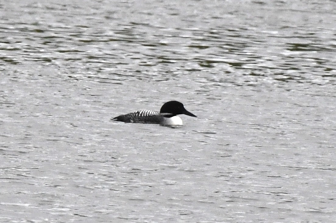 Гагара полярна - ML633349529