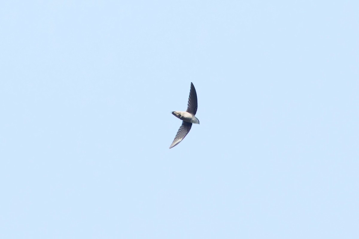 Vaux's Swift - ML633349556