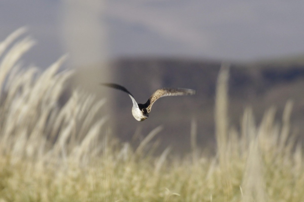Cinereous Harrier - Gabriel Carbajales