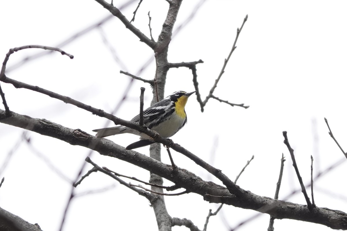Yellow-throated Warbler - ML633349738