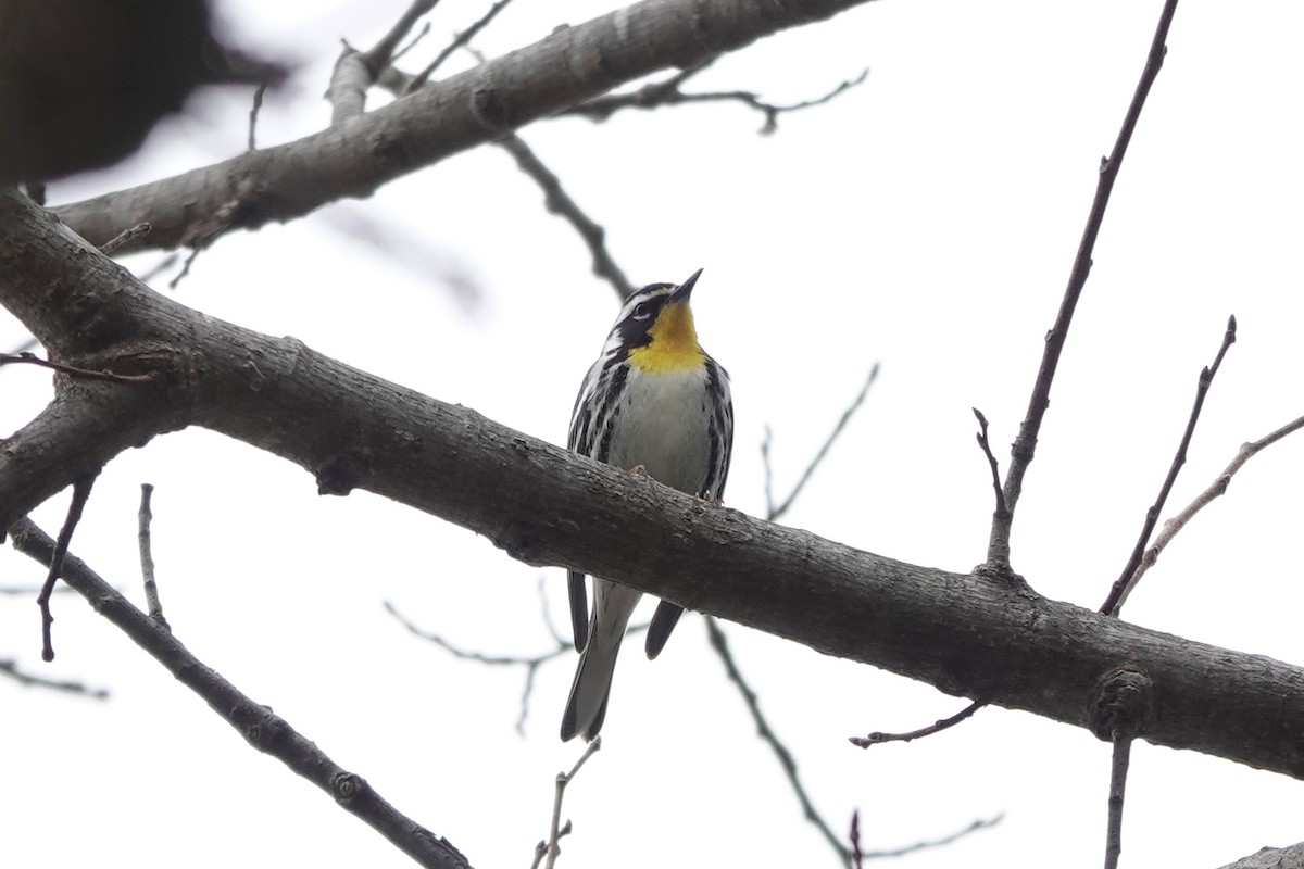 Yellow-throated Warbler - ML633349739