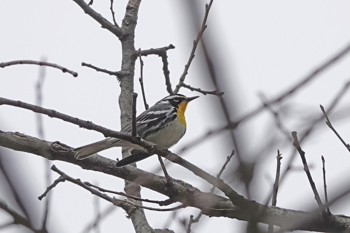 Yellow-throated Warbler - ML633349740