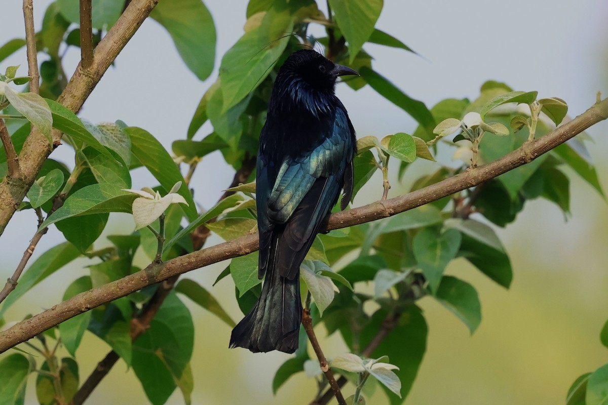 Hair-crested Drongo (Hair-crested) - ML633349777