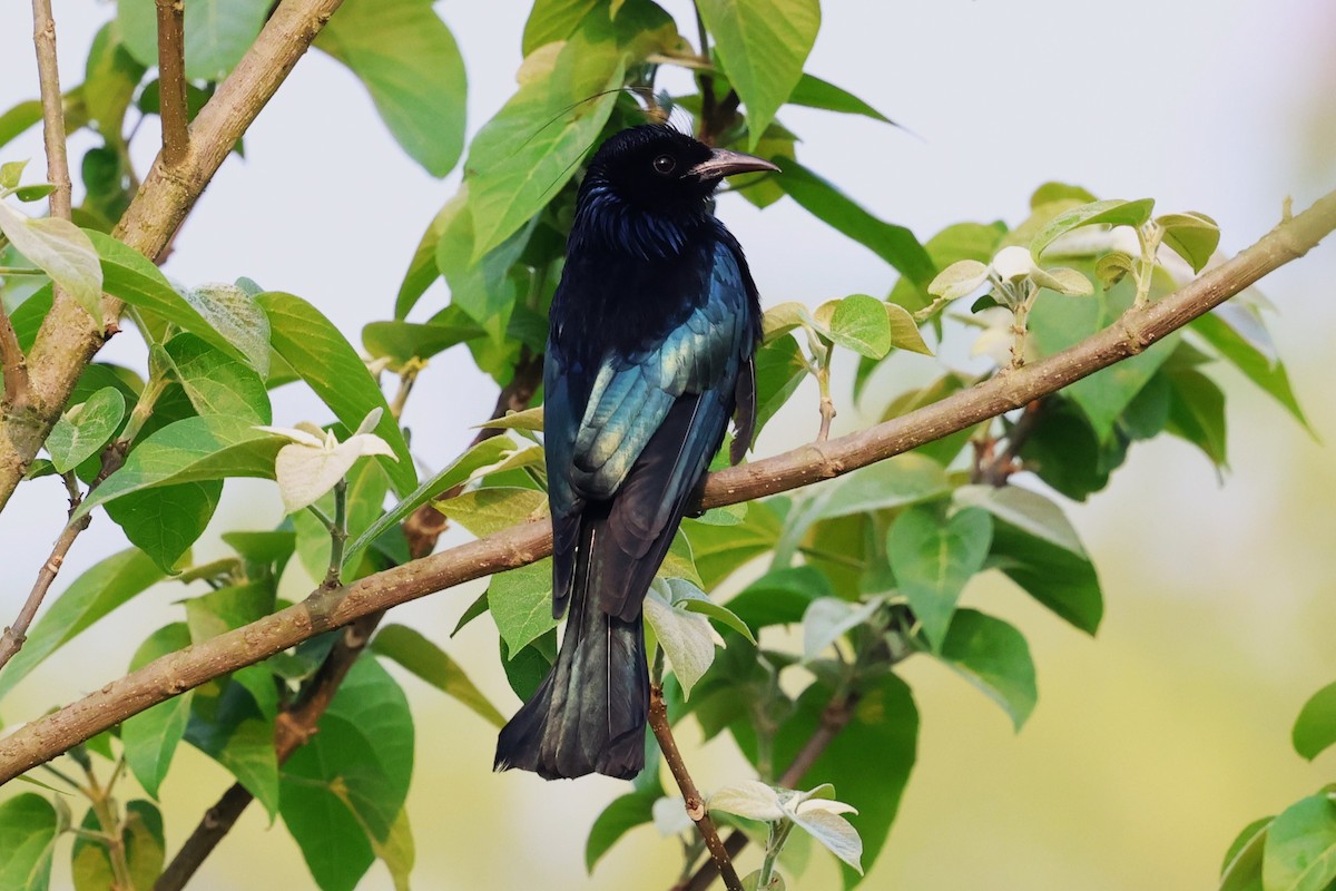 Hair-crested Drongo (Hair-crested) - ML633349778