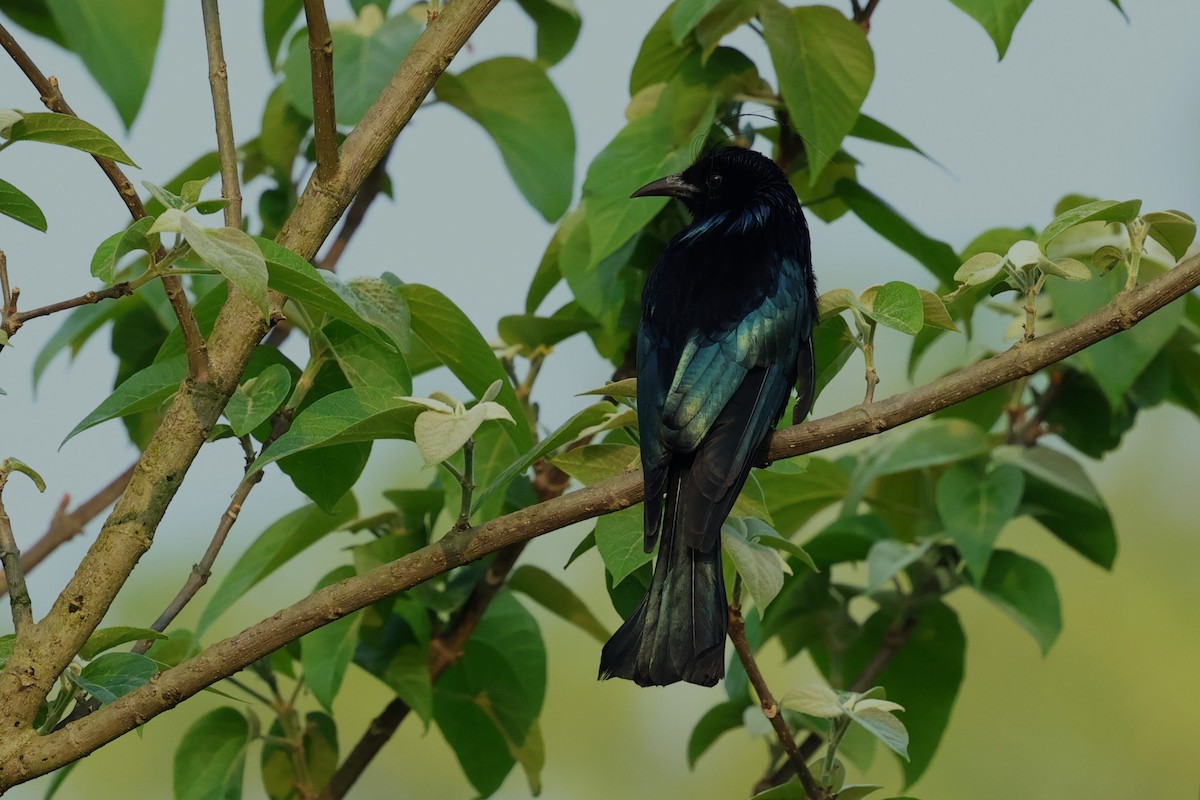 Hair-crested Drongo (Hair-crested) - ML633349779