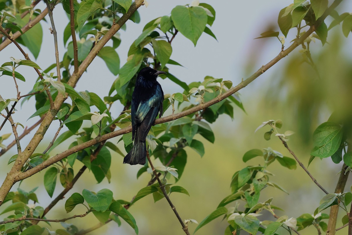 Hair-crested Drongo (Hair-crested) - ML633349780