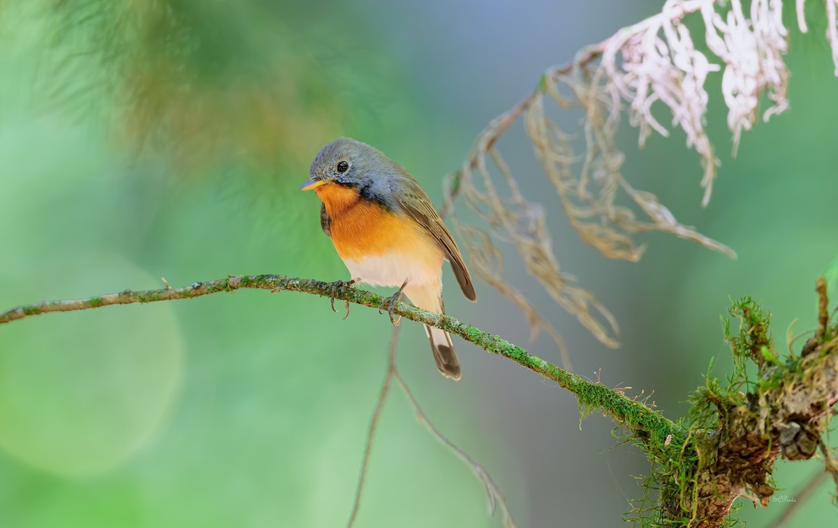 Kashmir Flycatcher - ML633349797