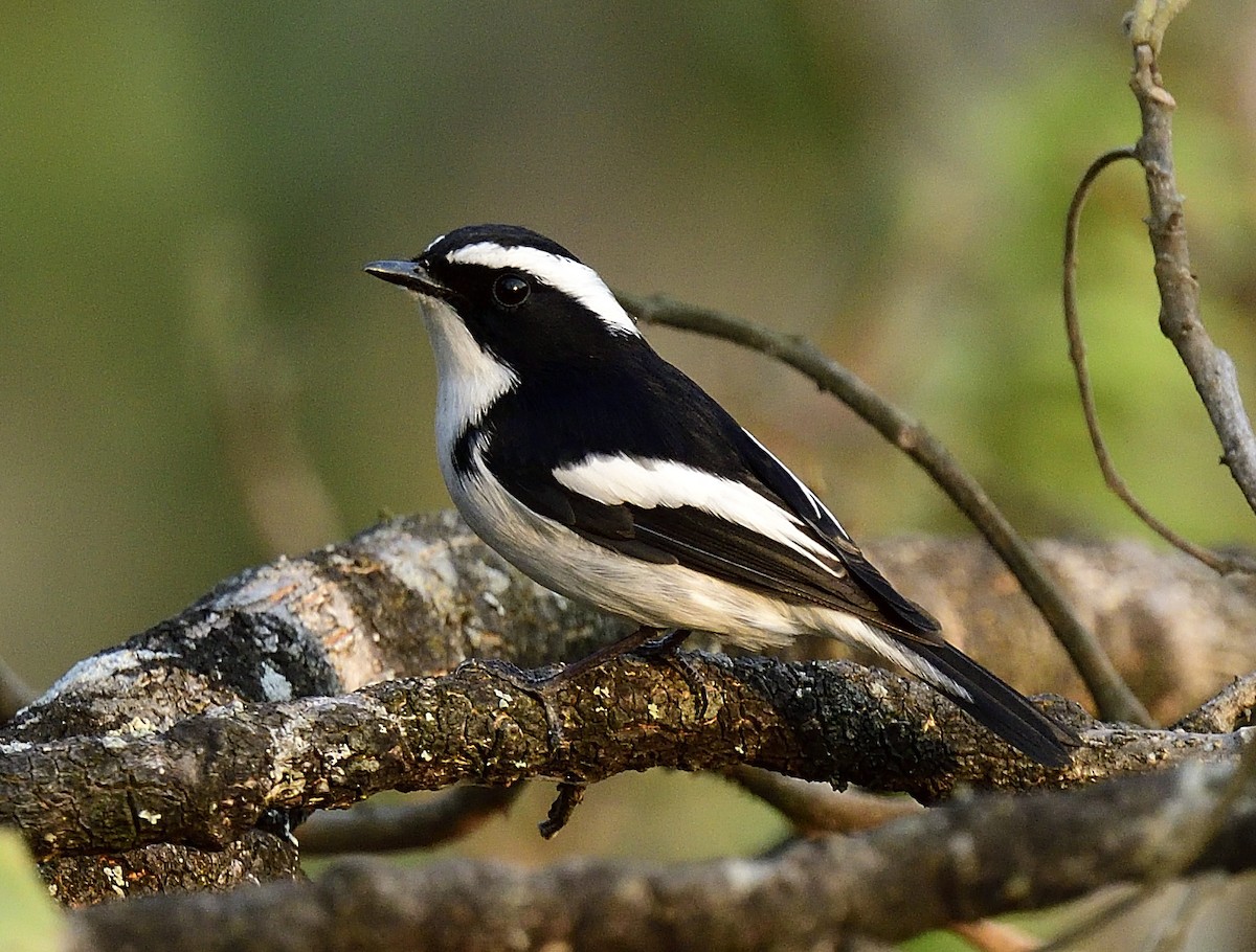 Little Pied Flycatcher - ML633349803