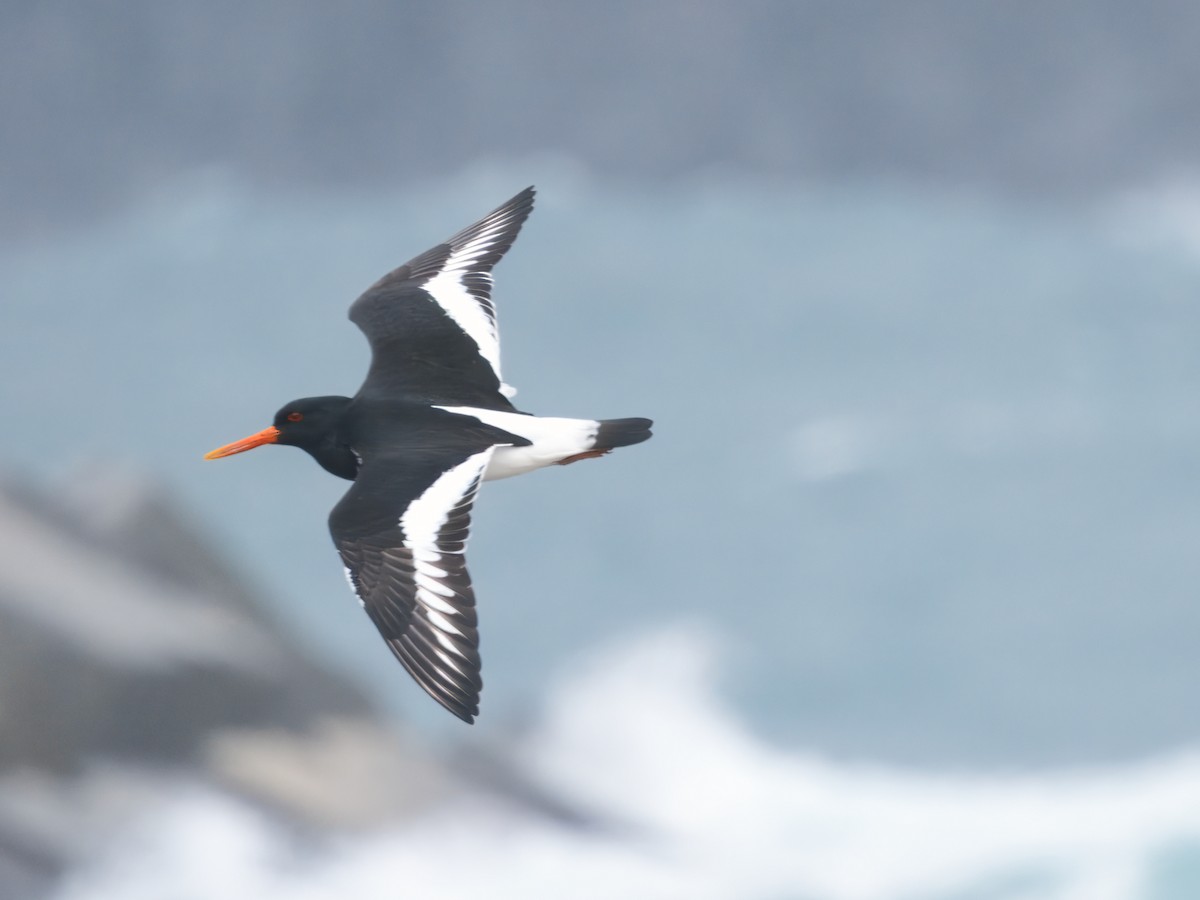 Eurasian Oystercatcher - ML633349812