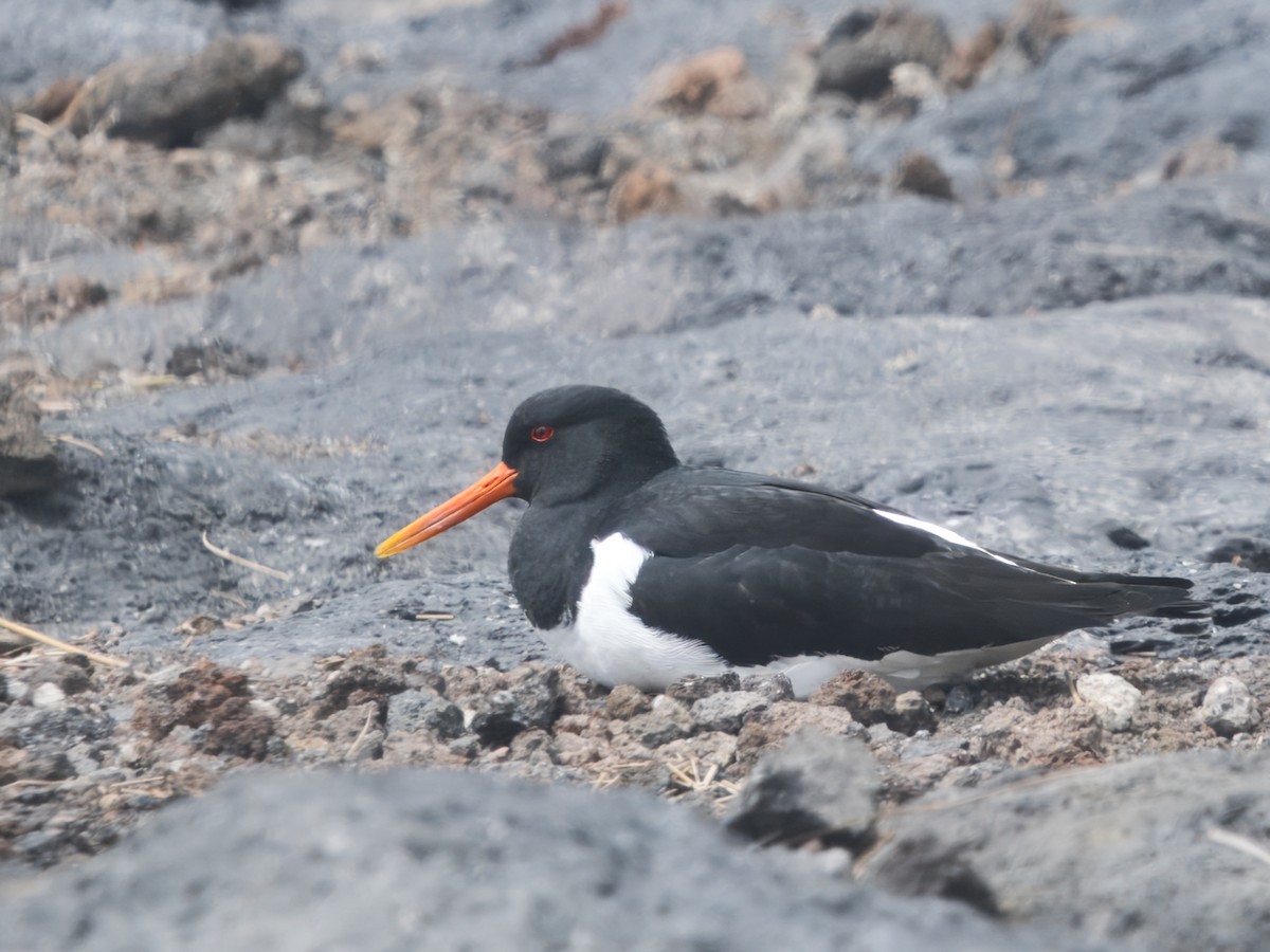 Eurasian Oystercatcher - ML633349813