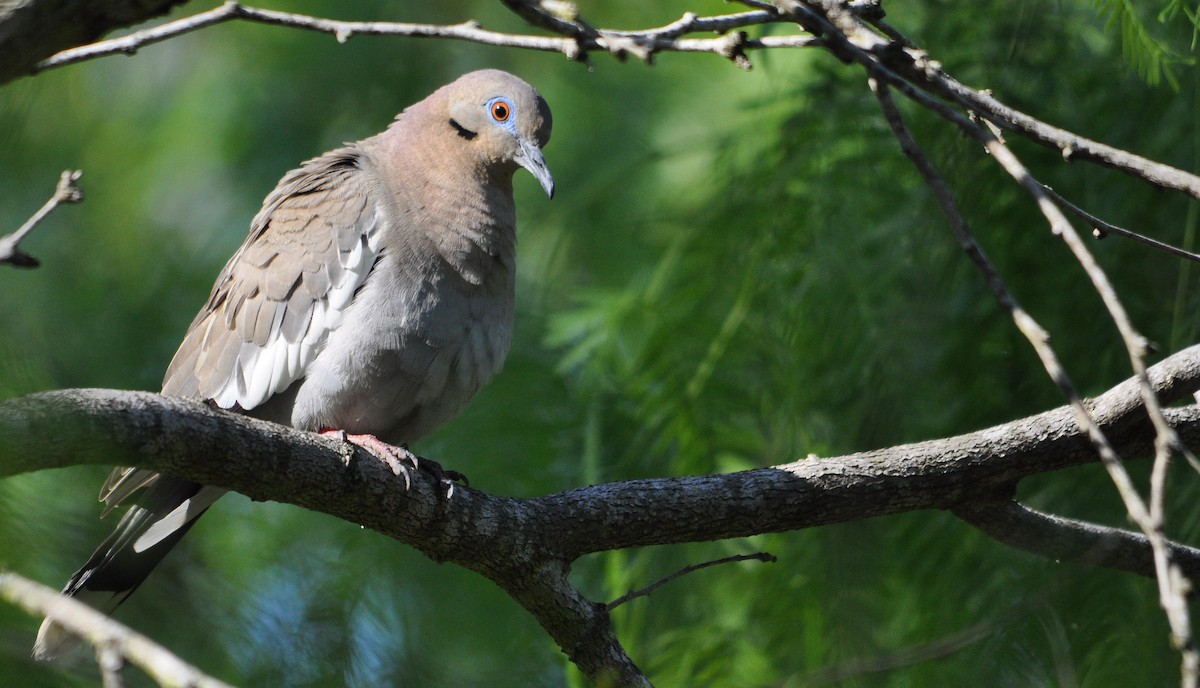 White-winged Dove - ML633349869