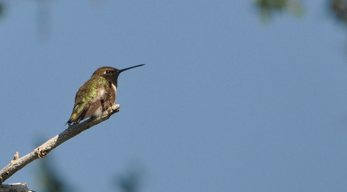 Black-chinned Hummingbird - ML633349897