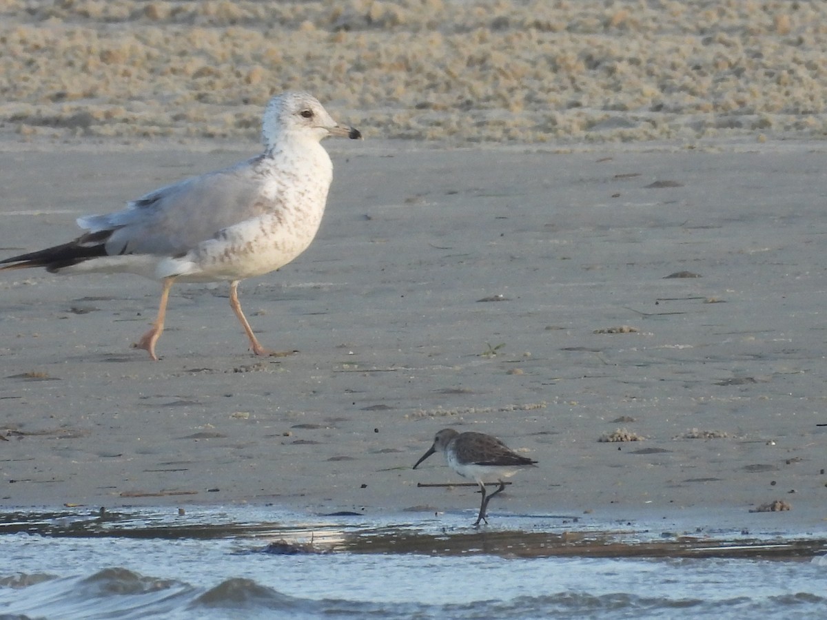 Dunlin - ML633349915