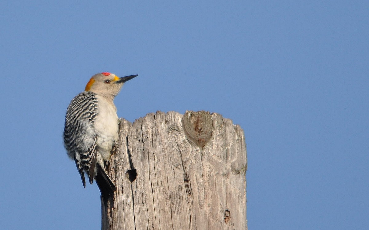 Golden-fronted Woodpecker - ML633349916