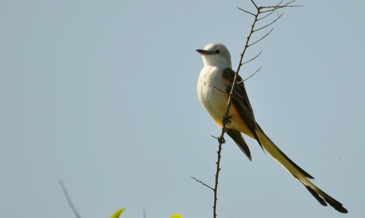 Scissor-tailed Flycatcher - ML633349923