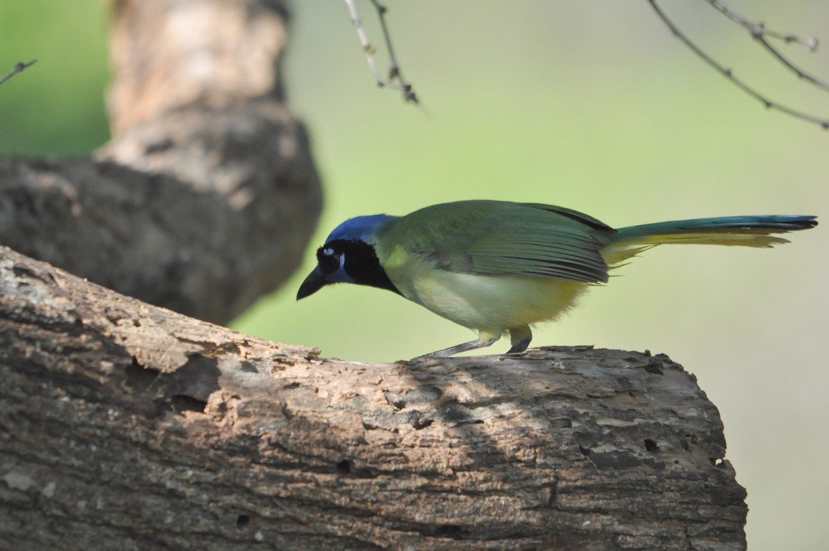 Green Jay - ML633349929