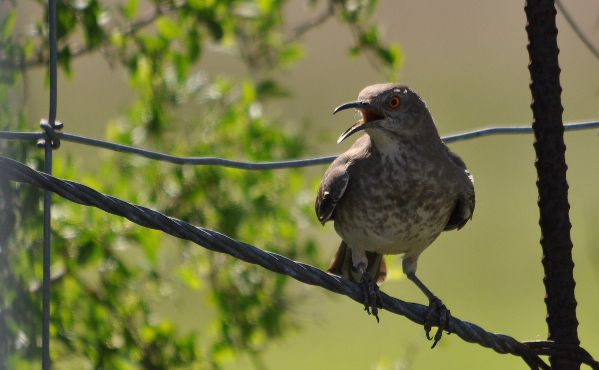 Curve-billed Thrasher - ML633349943