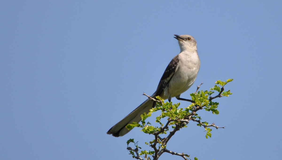 Northern Mockingbird - ML633349949