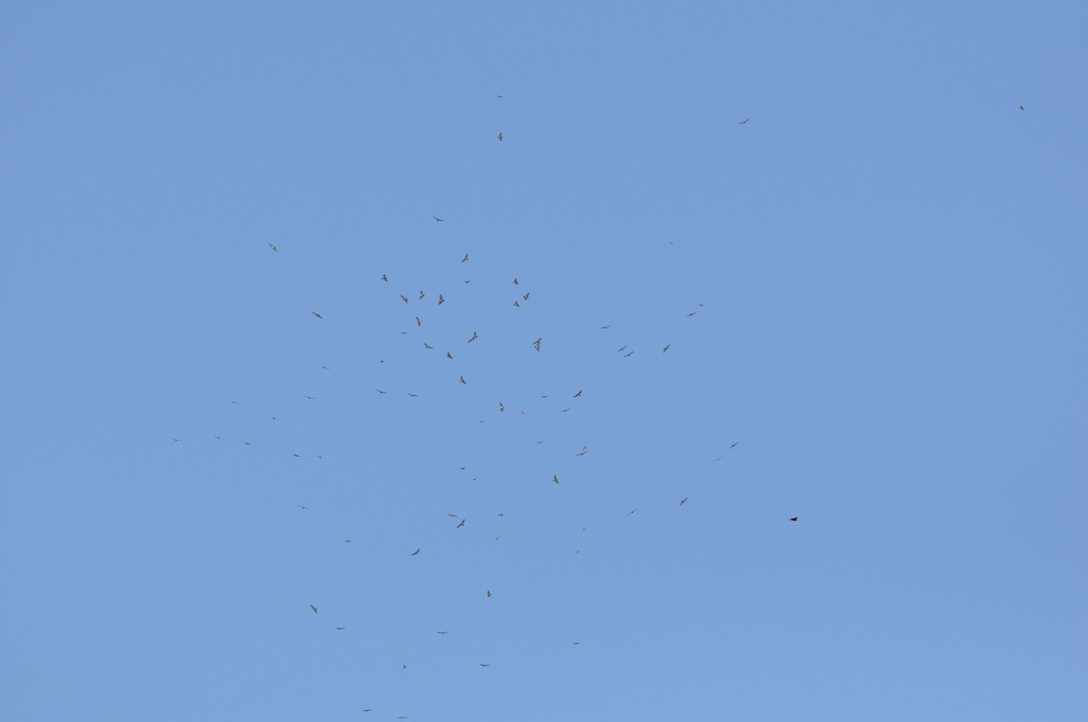 Broad-winged Hawk - ML633349957