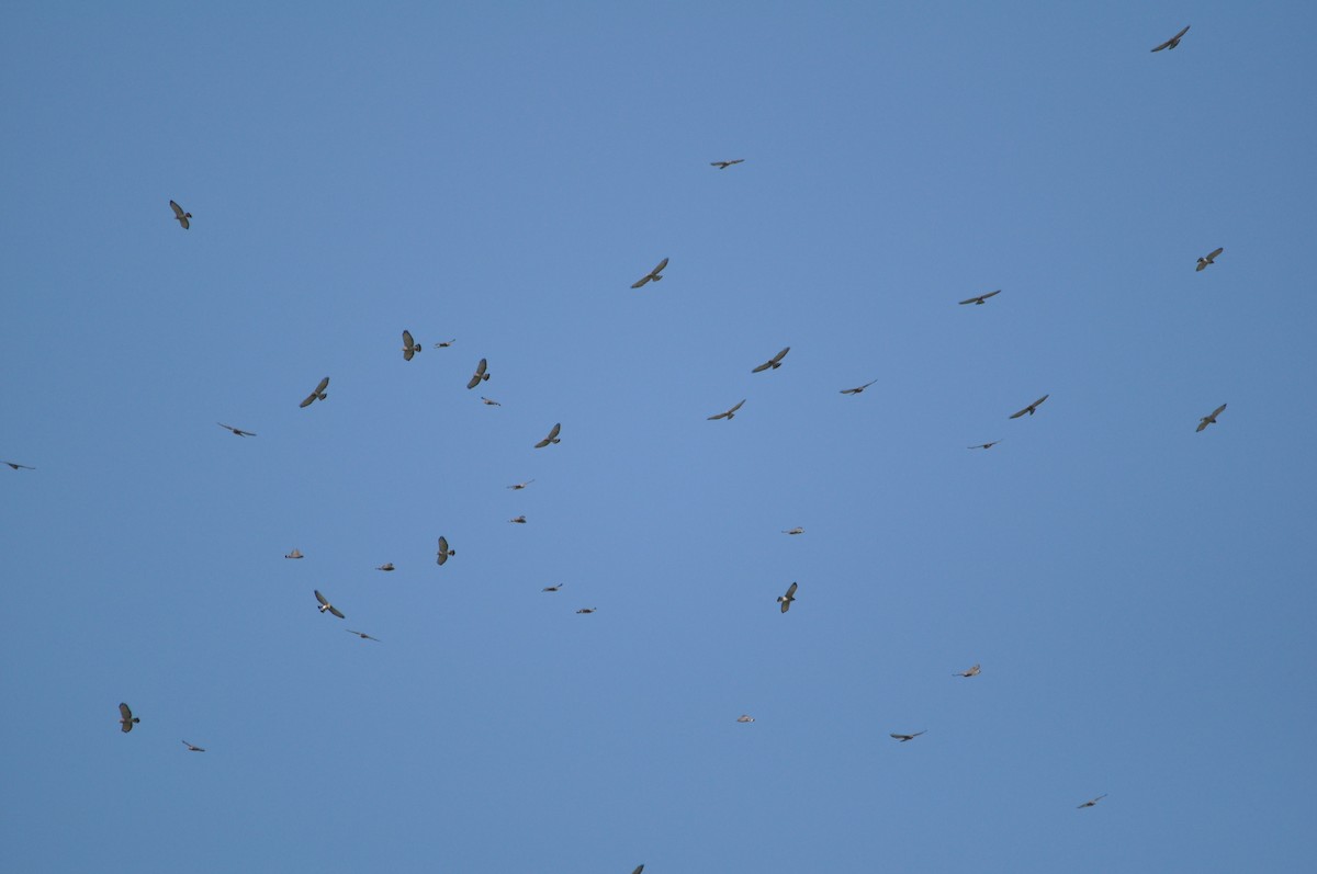 Broad-winged Hawk - ML633349958