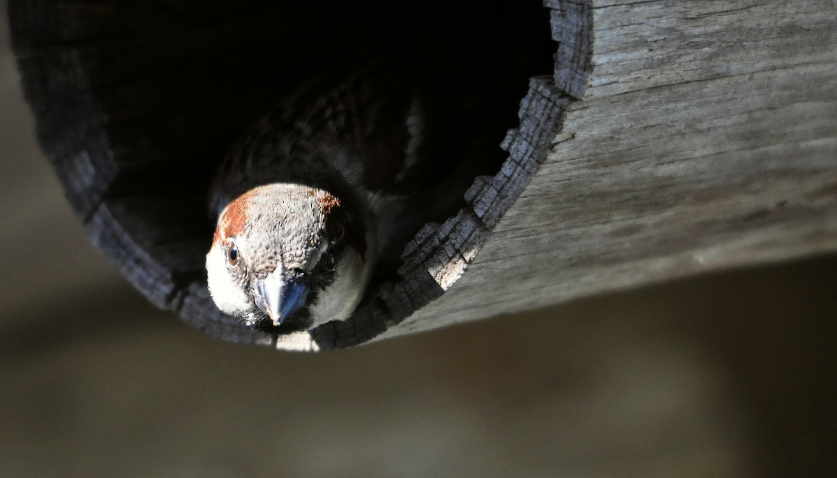 House Sparrow - ML633349959