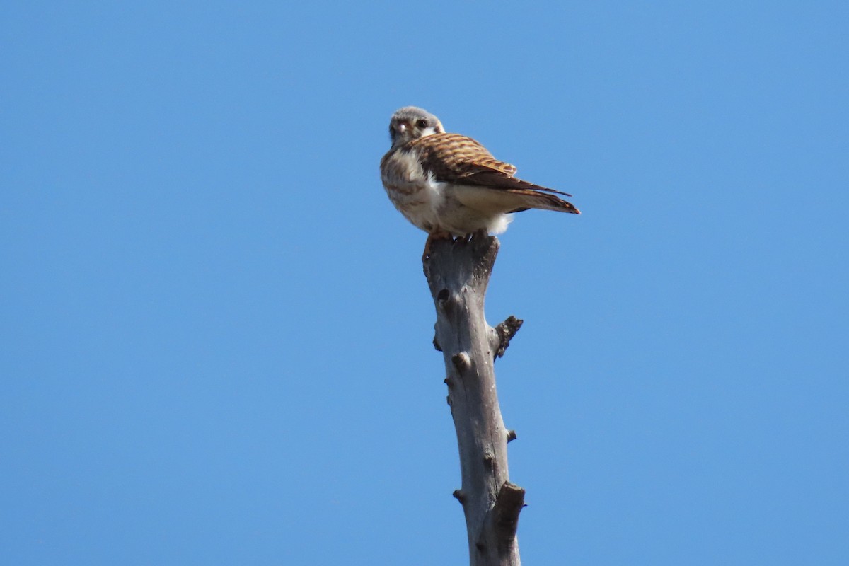 American Kestrel - ML633350000