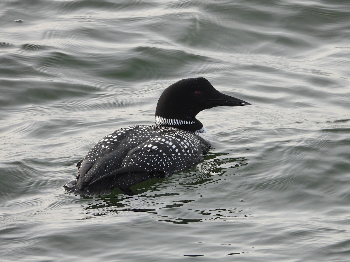 Common Loon - ML633350019