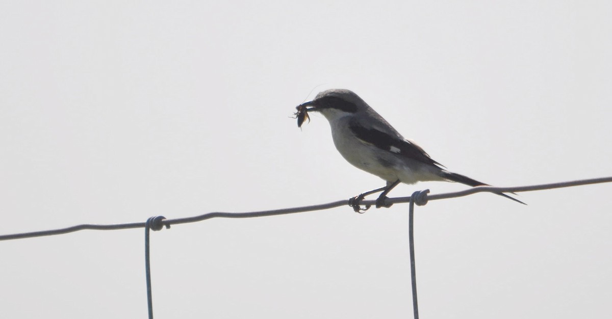 Loggerhead Shrike - ML633350020