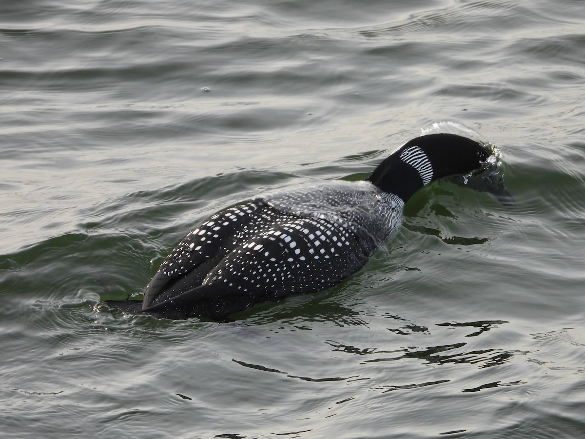 Common Loon - ML633350031