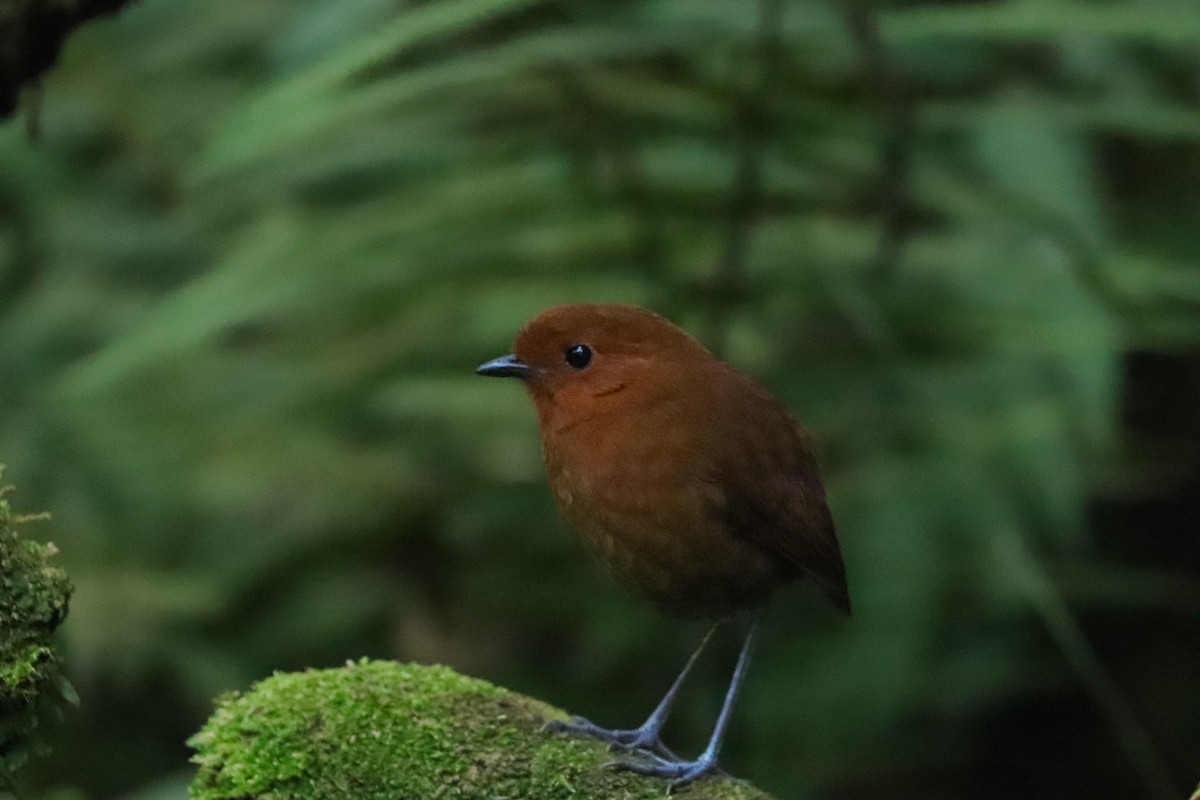 Chestnut Antpitta - ML633350039