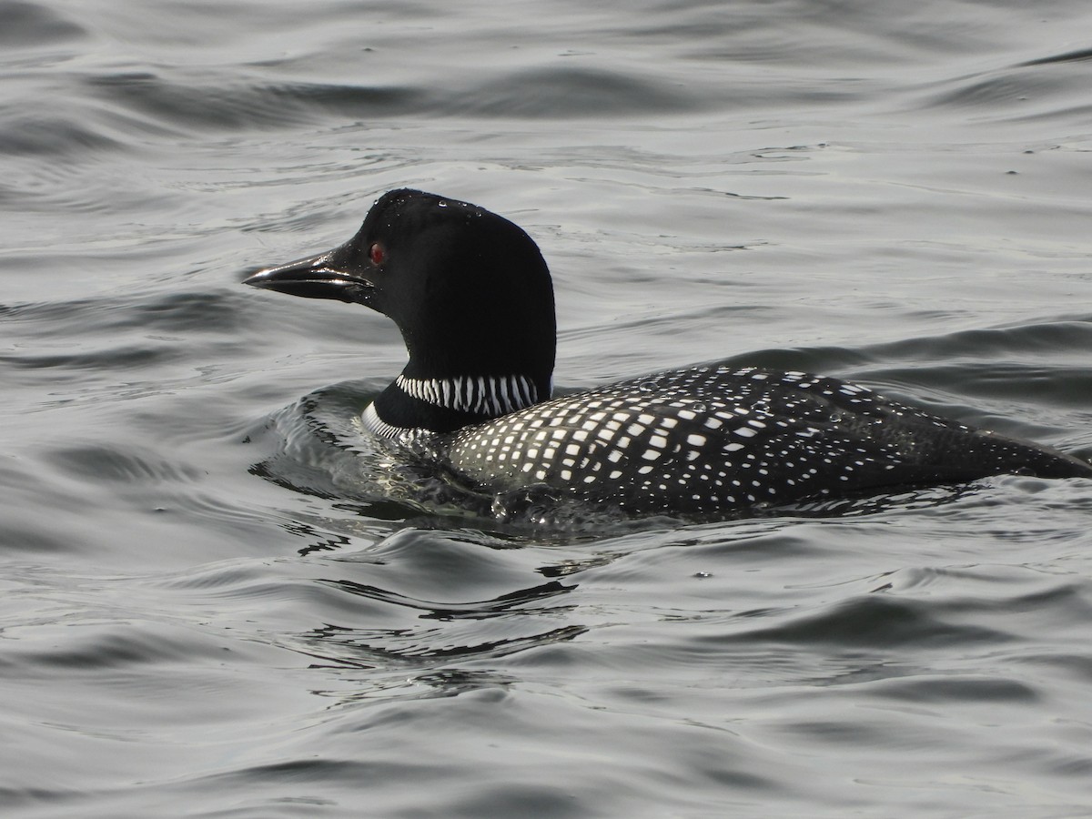 Common Loon - ML633350052