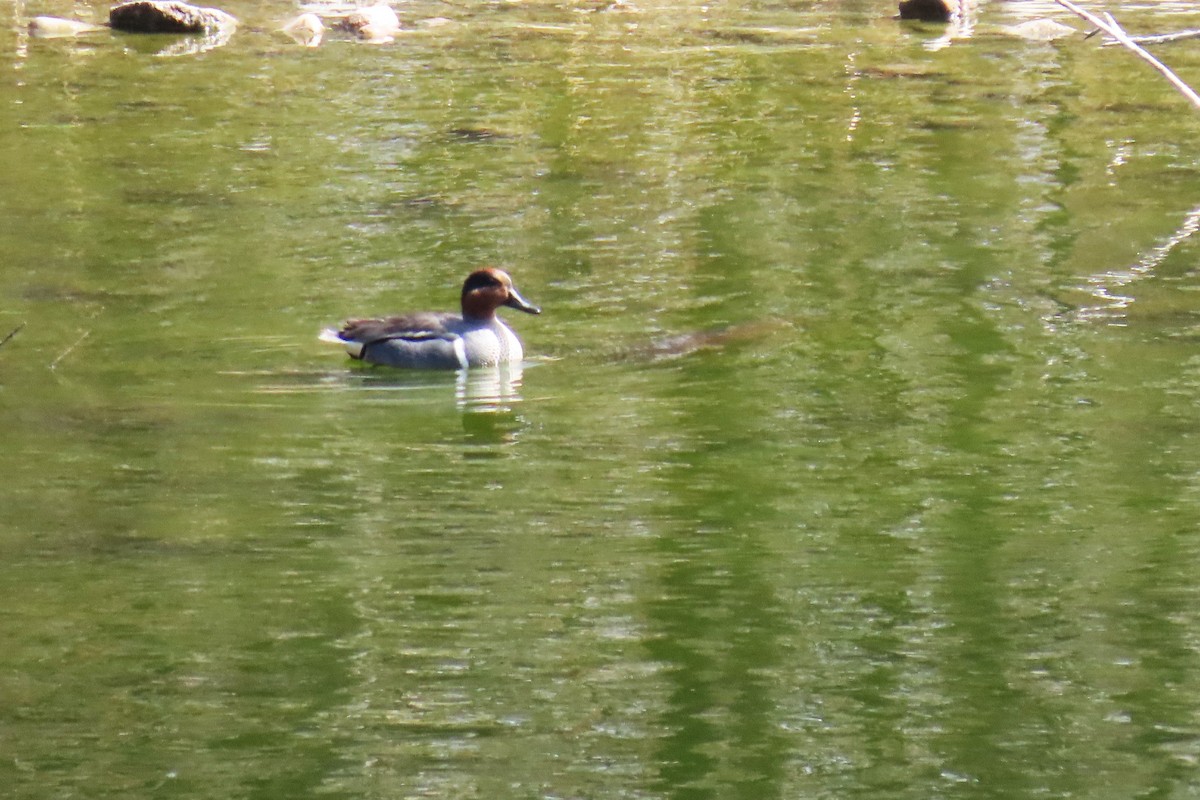 Green-winged Teal (American) - ML633350121