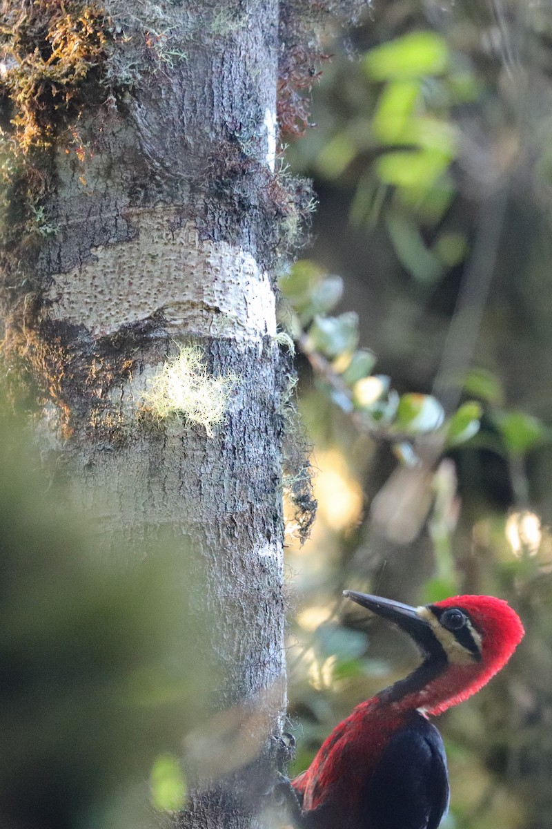Crimson-bellied Woodpecker - ML633350139