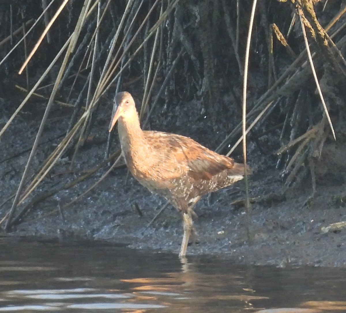 Clapper Rail - ML633350195
