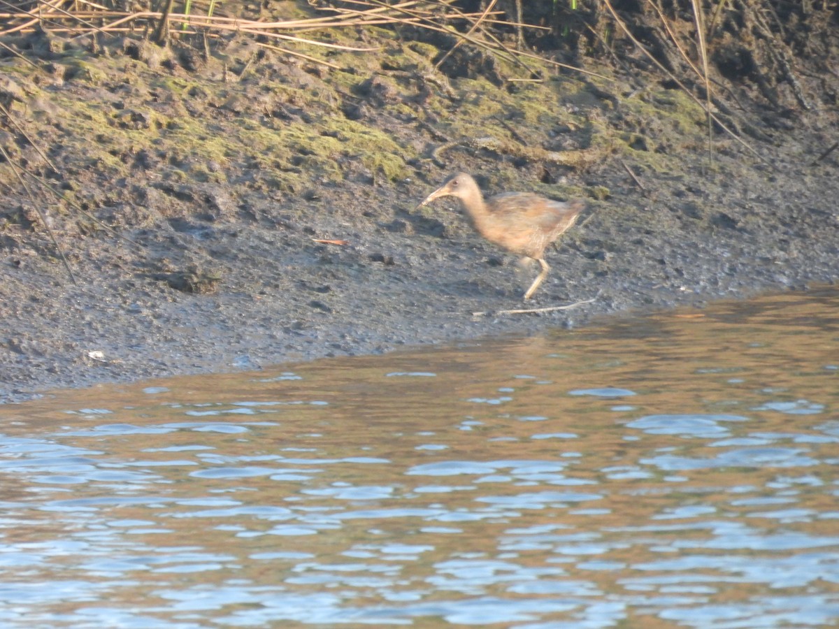 Clapper Rail - ML633350196