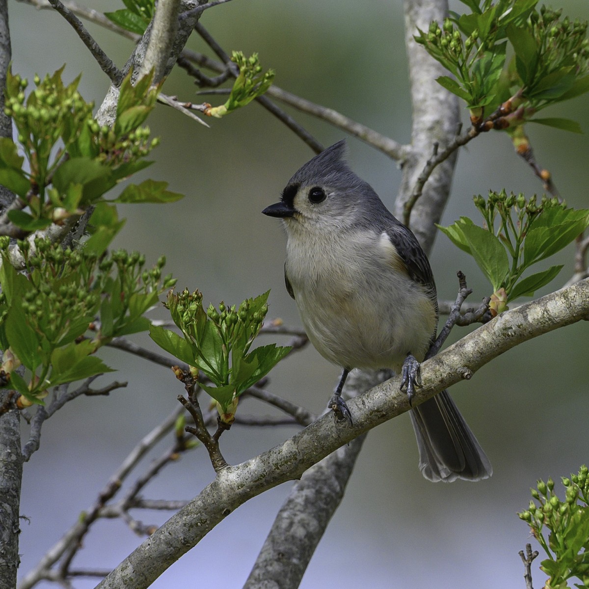 Tufted Titmouse - ML633350345