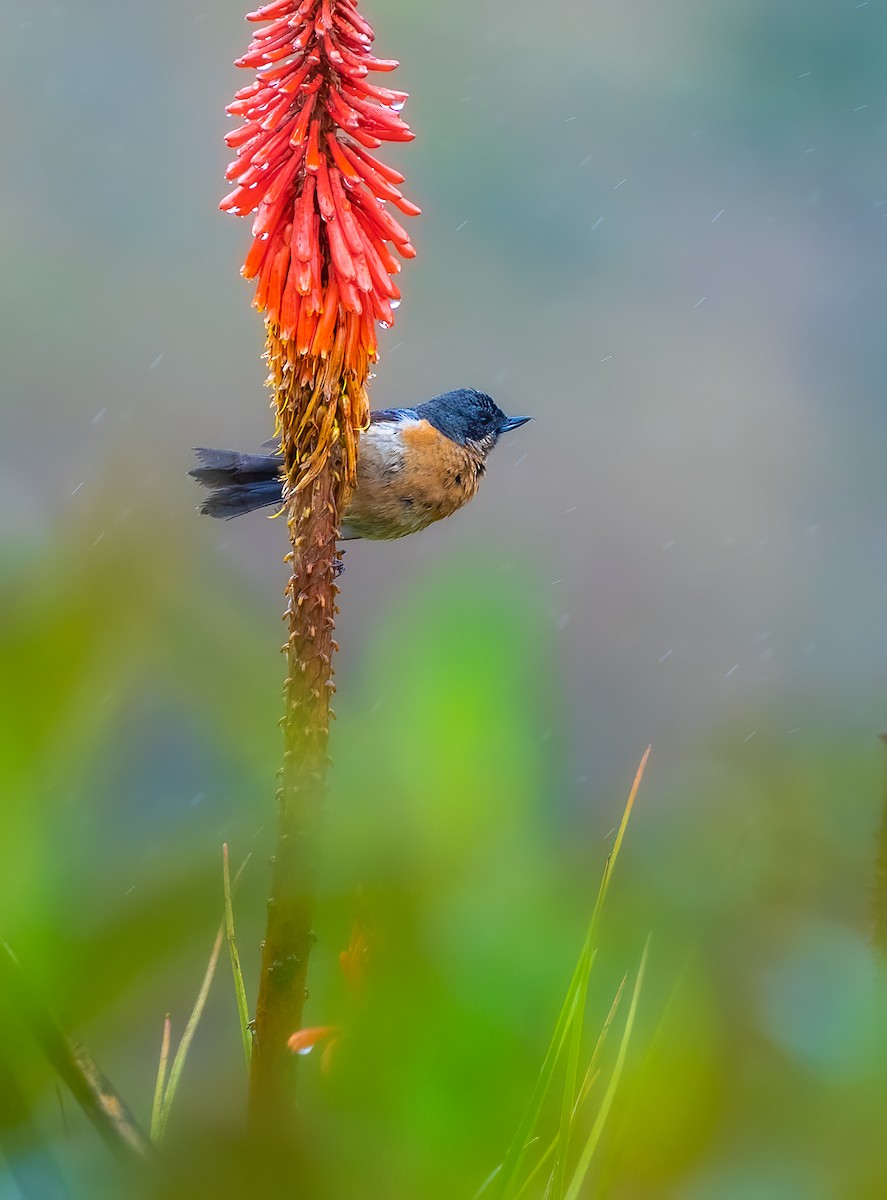 Black-throated Flowerpiercer - Alex Boas