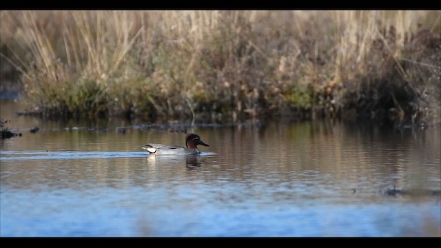 Green-winged Teal (Eurasian) - ML633350418