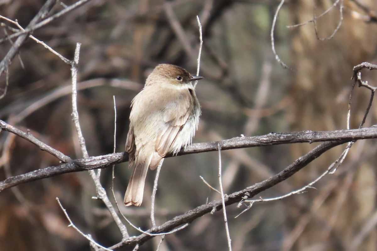 Eastern Phoebe - ML633350525