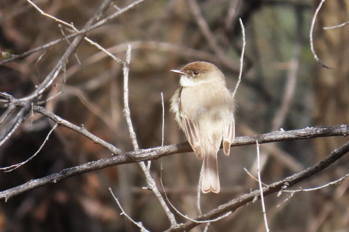 Eastern Phoebe - ML633350558