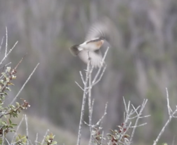 Siberian Stonechat (Siberian) - ML633350566