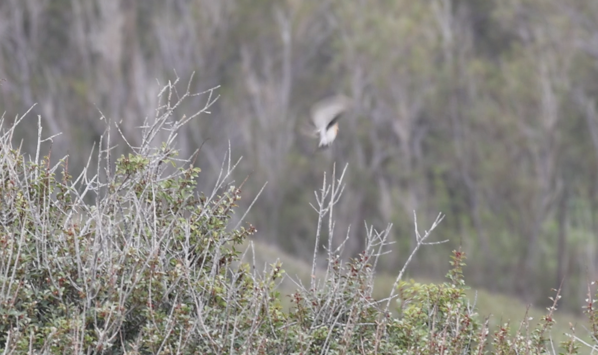 Siberian Stonechat (Siberian) - ML633350567