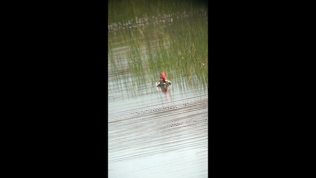 Red-crested Pochard - ML633350598