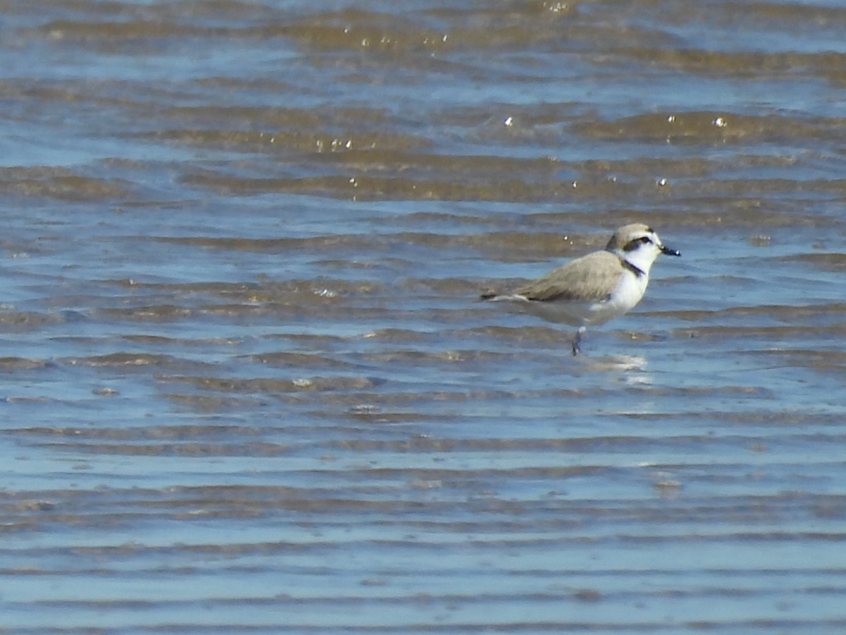 Snowy Plover - ML633350642