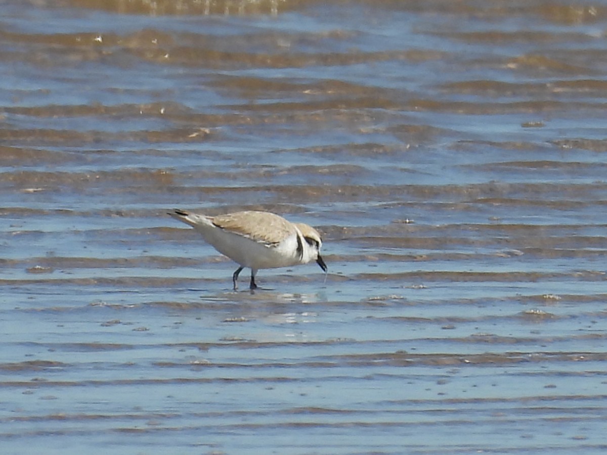 Snowy Plover - ML633350643